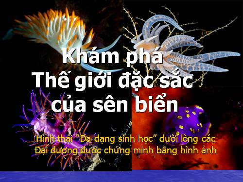 Khám phá đa dạng sinh học của Sên biển