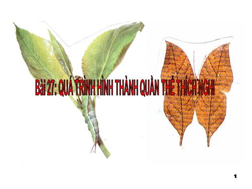 Bài 27. Quá trình hình thành quần thể thích nghi