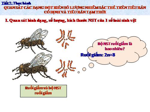 Bài 7. Thực hành: Quan sát các dạng đột biến số lượng nhiễm sắc thể trên tiêu bản cố định và trên tiêu bản tạm thời