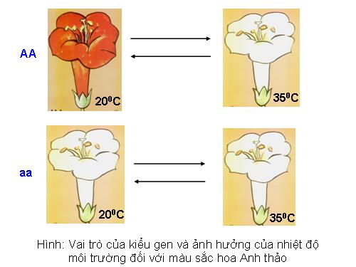 Bài 13. Ảnh hưởng của môi trường lên sự biểu hiện của gen