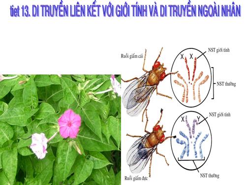 Bài 12. Di truyền liên kết với giới tính và di truyền ngoài nhân