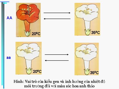 Bài 13. Ảnh hưởng của môi trường lên sự biểu hiện của gen