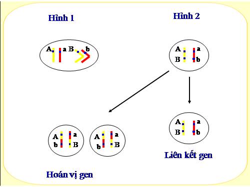 Bài 11. Liên kết gen và hoán vị gen