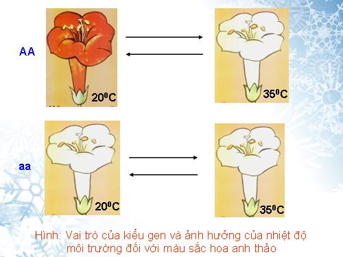 Bài 13. Ảnh hưởng của môi trường lên sự biểu hiện của gen