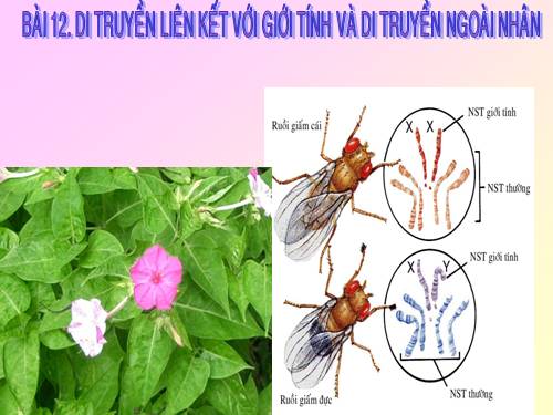 Bài 12. Di truyền liên kết với giới tính và di truyền ngoài nhân