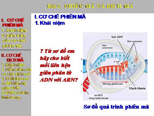 Bài 2. Phiên mã và dịch mã