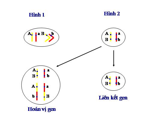 Bài 11. Liên kết gen và hoán vị gen