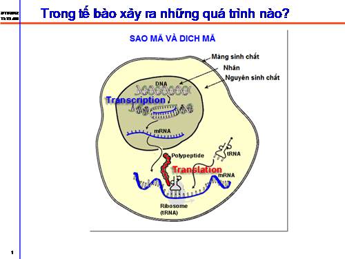 Bài 2. Phiên mã và dịch mã