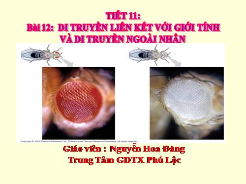 Bài 12. Di truyền liên kết với giới tính và di truyền ngoài nhân