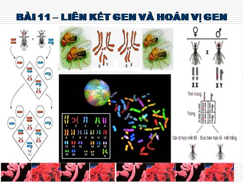 Bài 11. Liên kết gen và hoán vị gen