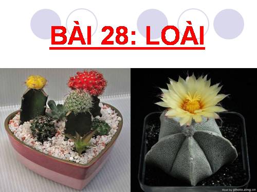 Bài 28. Loài