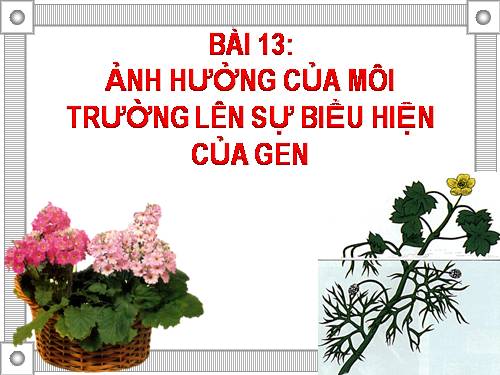 Bài 13. Ảnh hưởng của môi trường lên sự biểu hiện của gen