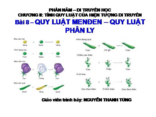 Bài 8. Quy luật Menđen: Quy luật phân li