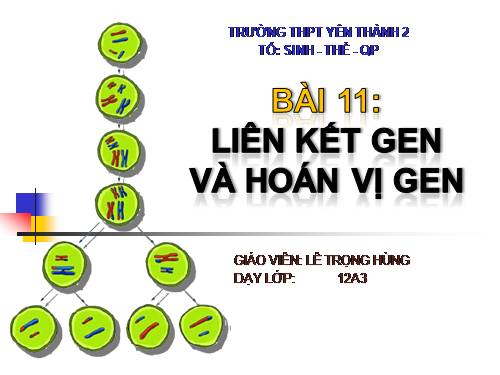 Bài 11. Liên kết gen và hoán vị gen