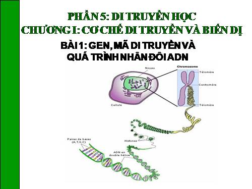 Bài 1. Gen, mã di truyền và quá trình nhân đôi ADN