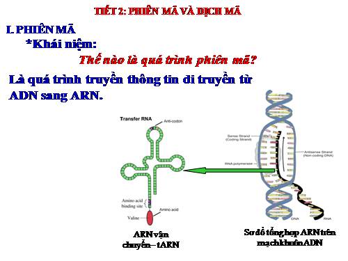 Bài 2. Phiên mã và dịch mã