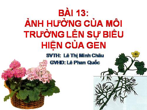 Bài 13. Ảnh hưởng của môi trường lên sự biểu hiện của gen