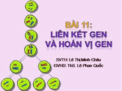 Bài 11. Liên kết gen và hoán vị gen