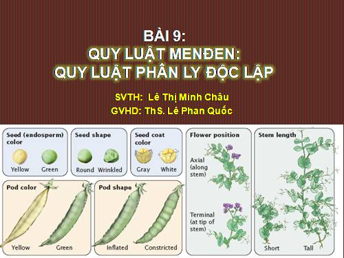 Bài 9. Quy luật Menđen: Quy luật phân li độc lập