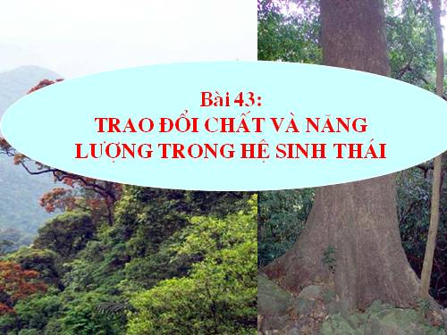 Bài 43. Trao đổi vật chất trong hệ sinh thái