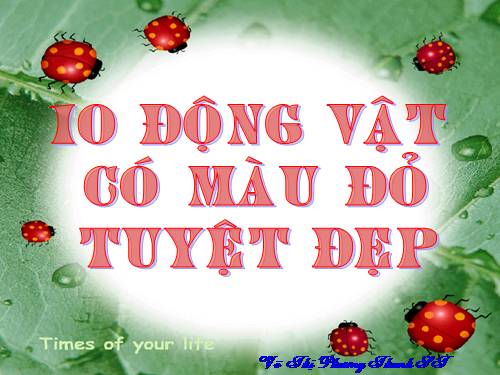 BỘ SƯU TẬP 10 LOÀI ĐỘNG VẬT MÀU ĐỎ TUYỆT ĐẸP