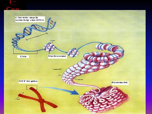 Bài 1. Gen, mã di truyền và quá trình nhân đôi ADN