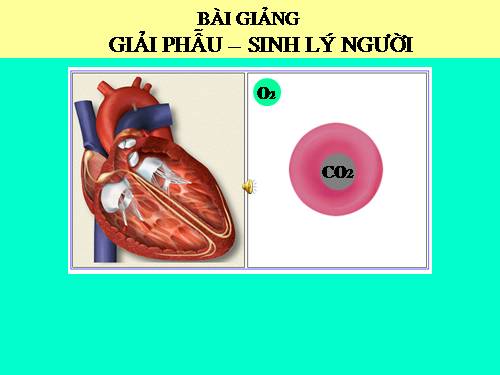 bài giảng giải phẩu