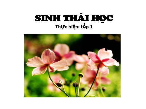 sinh thái học cá thể