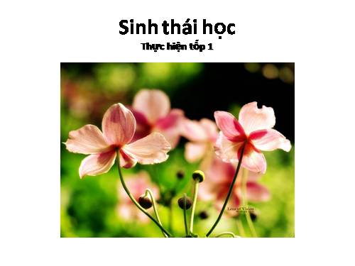 Bài 47. Ôn tập phần Tiến hóa và Sinh thái học