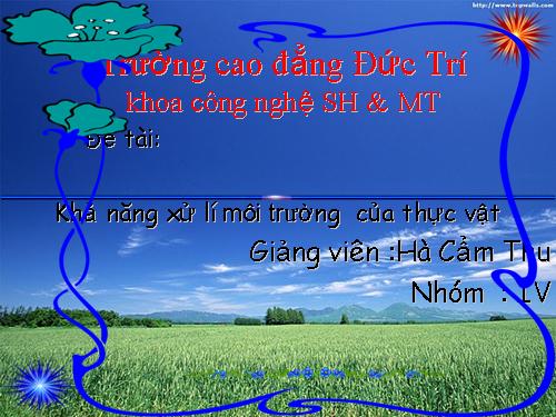 khả năng xử lí môi trường ô nhiễm của thực vật