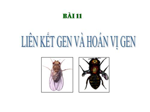 Bài 11. Liên kết gen và hoán vị gen