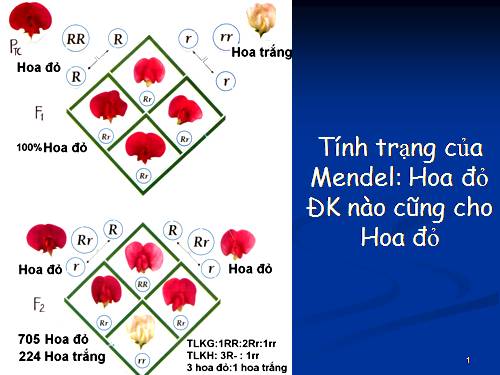 Ảnh hưởng của môit trường lên sự biểu hiện của gen