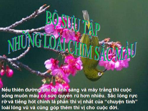 BÔ SƯU TẬP CÁC LOÀI CHIM SẮC MÀU