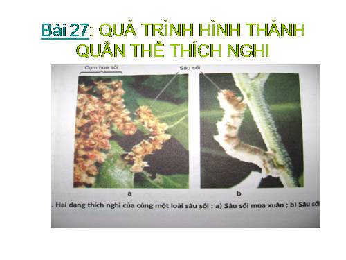 Bài 27. Quá trình hình thành quần thể thích nghi