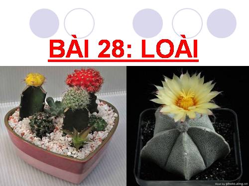 Bài 28. Loài