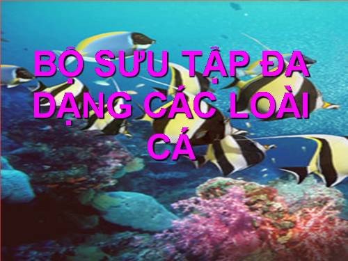 BỘ SƯU TẬP ĐA DẠNG CÁC LOÀI CÁ