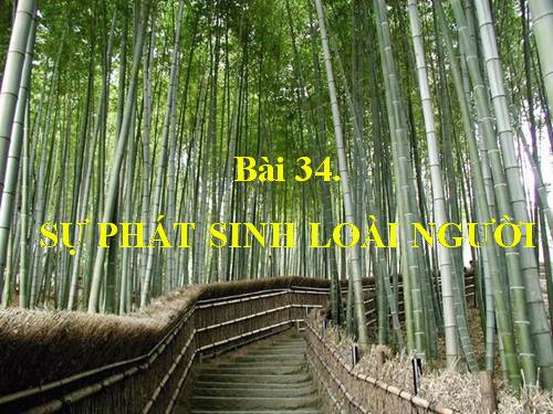 Bài 34. Sự phát sinh loài người