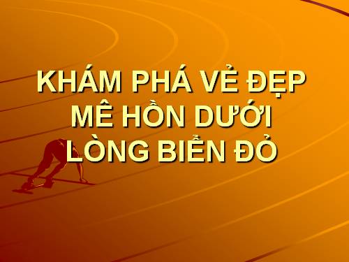 KHÁM PHÁ VẺ ĐẸP DƯỚI LÒNG BIỂN ĐỎ