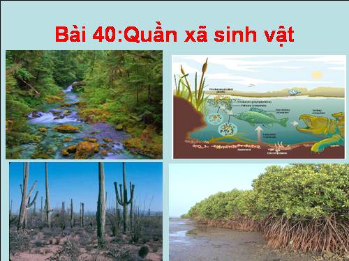 Bài 40. Quần xã sinh vật và một số đặc trưng cơ bản của quần xã