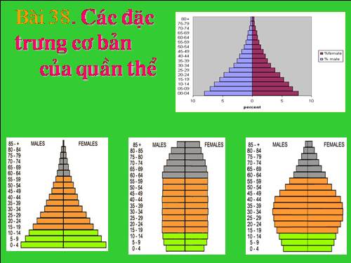 Bài 37. Các đặc trưng cơ bản của quần thể sinh vật