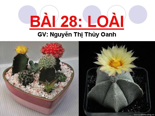 Bài 28. Loài