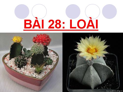 Bài 28. Loài