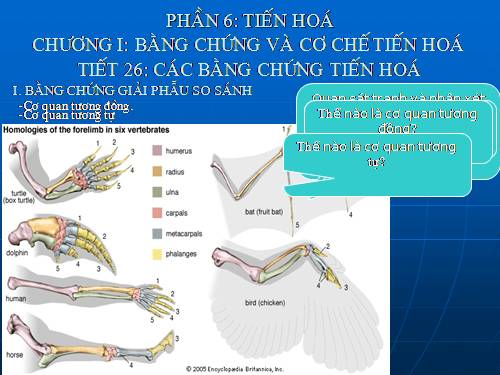 Bài 24. Các bằng chứng tiến hoá