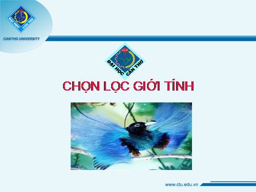 chọn lọc giới tính - hỗ trợ cho giảng dạy 12 rất hay