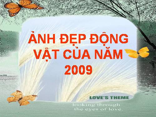 ẢNH ĐỘNG VẬT ĐẸP CỦA NĂM 2009