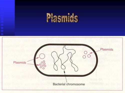 sinh hoc phan tu plasmid