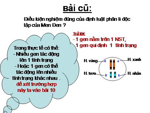 Bài 10. Tương tác gen và tác động đa hiệu của gen