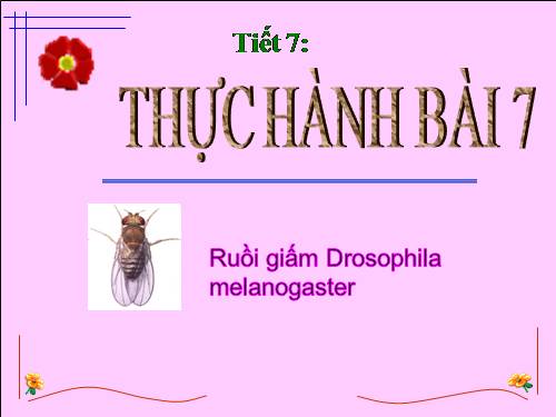 Bài 7. Thực hành: Quan sát các dạng đột biến số lượng nhiễm sắc thể trên tiêu bản cố định và trên tiêu bản tạm thời