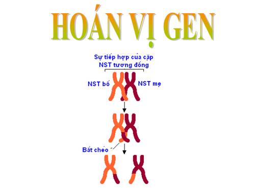 Bài 11. Liên kết gen và hoán vị gen