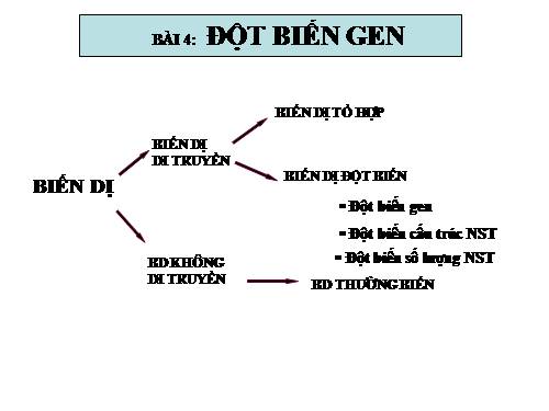 Bài 4. Đột biến gen